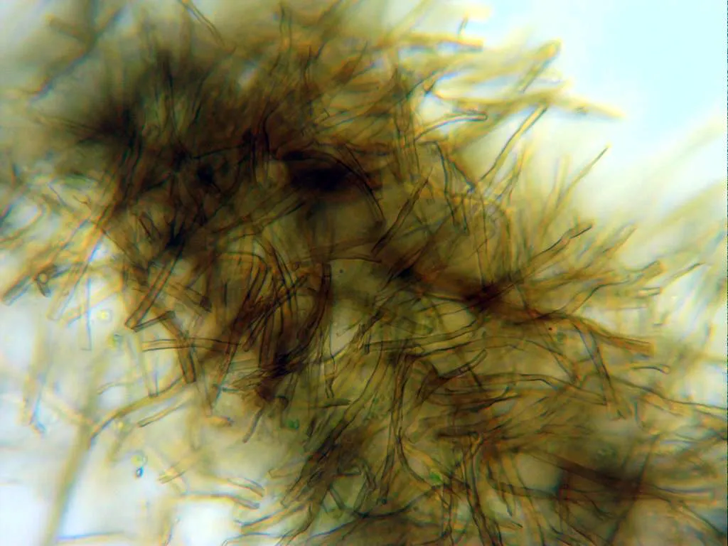 Microscopía de Phylloporia ribis - 19 - Hifas carne sombrero agua x 400